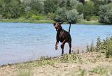 DOBERMANN 1036